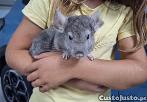 imagem_4