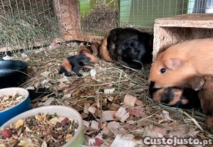 imagem_3