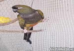Papagaio