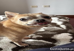 imagem_1