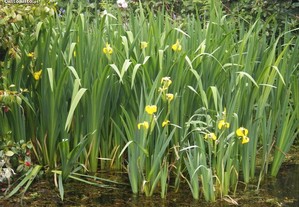 Lírio de flor amarela - planta para lago de jardim