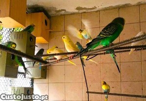 imagem_4