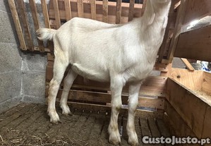 Cabrito