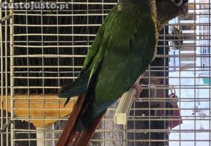 Pyrrhura molinae com sexagem