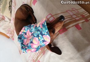 imagem_4