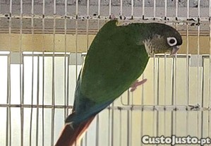 imagem_3