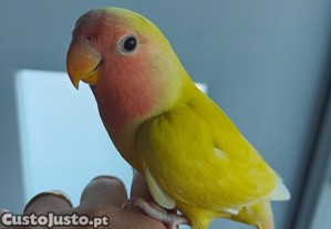 imagem_4