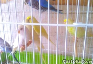 imagem_5
