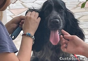 Cocker Ingls Meninos