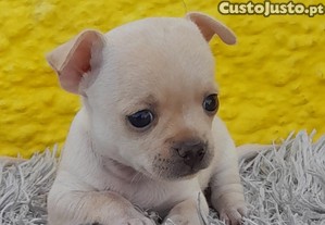 Maravilhosa Chihuahua Beb