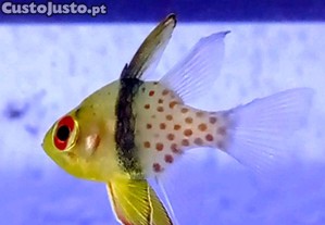 imagem_1