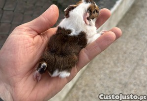 imagem_2