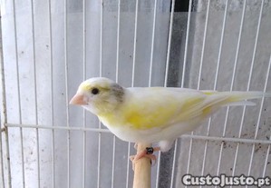 Canrios Timbrados