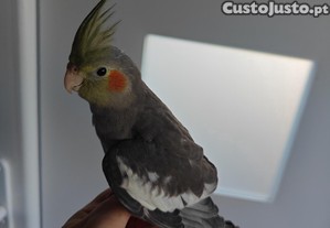 imagem_3