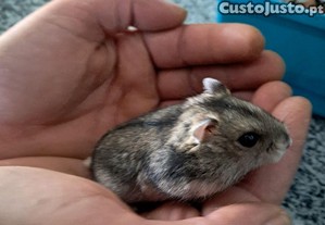 imagem_4