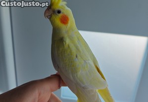 imagem_2