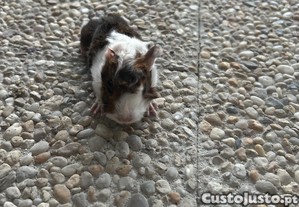 Porquinho da Índia