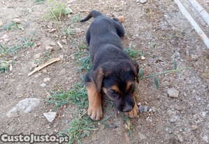 Cachorro Pastor Belga