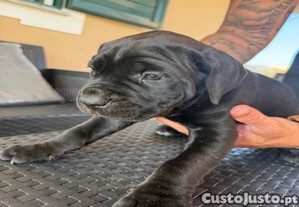 Cane Corso disponvel