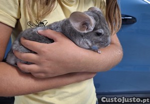 imagem_1