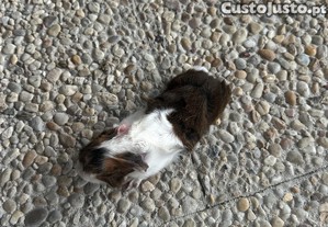 imagem_3