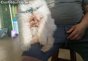 imagem_2