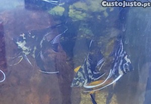 imagem_3