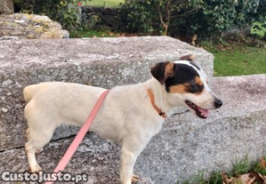 Cadela cruzada de Jack Russell