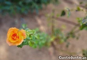 imagem_11