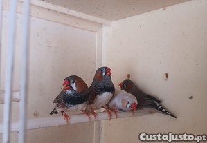 imagem_1