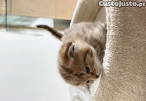 imagem_6
