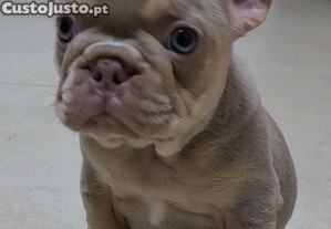 Bulldogue francs new shade tan