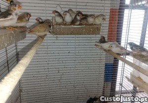 imagem_1