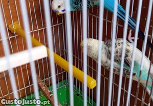 imagem_5