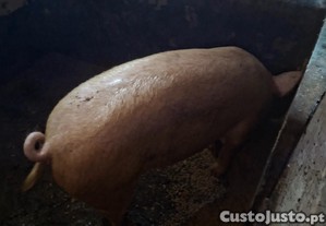 imagem_1