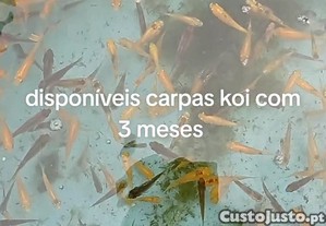 imagem_1