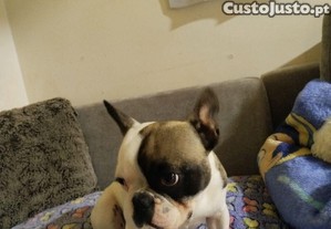 Bulgod francês