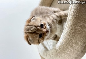 imagem_5