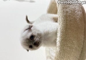 imagem_2