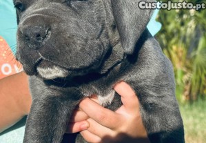 Cane Corso Italiano com LOP e Afixo