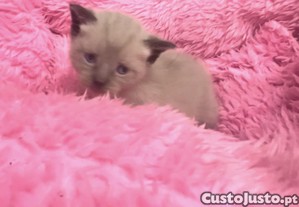 imagem_6