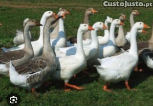 imagem_1