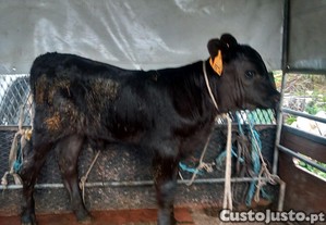 imagem_1