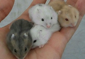 Hamsters bebés