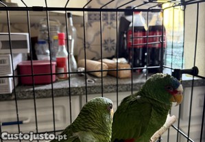 Amazonas albifron fmea