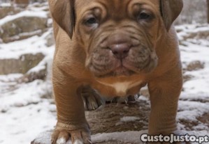 Dogue bordeaux