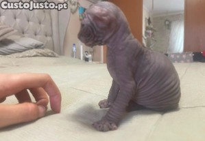 Gatinhos sphynx criados em ambiete familiar