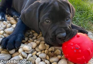 Cane Corso Italiano com LOP e Afixo