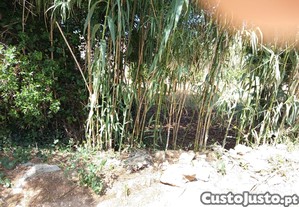 imagem_11