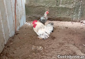 imagem_3